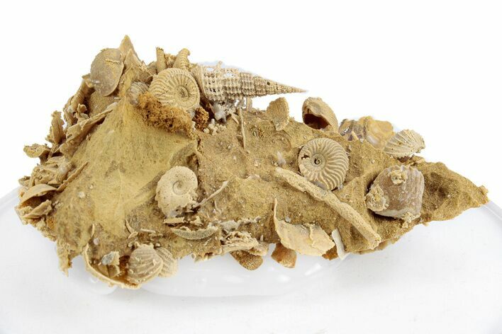 Miniature Fossil Cluster (Ammonites, Scaphopod) - France #270562